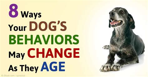 What’s behind dog’s behavioral changes?